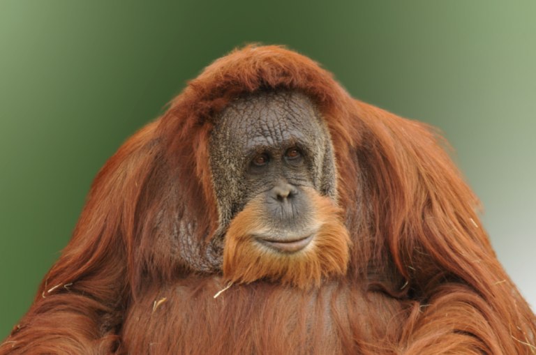 Αγνοούμενοι οι τελευταίοι ουρακοτάγκοι του Ταπανούλι μετά τον κυκλώνα στη Σουμάτρα