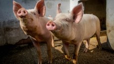 «Μολυσμένο σάντουιτς» μπορεί να έφερε την πανώλη των χοίρων στην Ισπανία – Η κυβέρνηση κατεβάζει τον στρατό