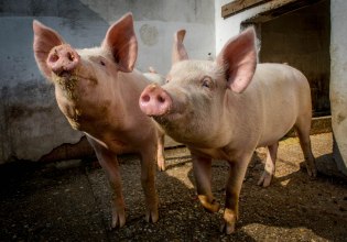 «Μολυσμένο σάντουιτς» μπορεί να έφερε την πανώλη των χοίρων στην Ισπανία – Η κυβέρνηση κατεβάζει τον στρατό