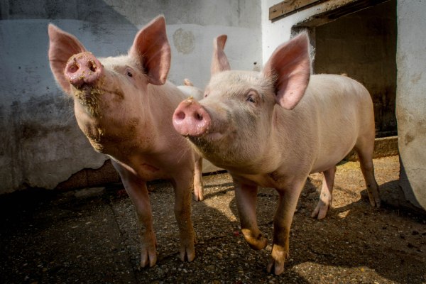 «Μολυσμένο σάντουιτς» μπορεί να έφερε την πανώλη των χοίρων στην Ισπανία – Η κυβέρνηση κατεβάζει τον στρατό