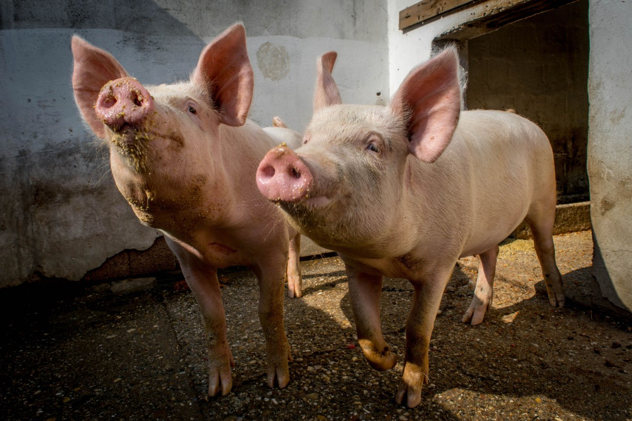 «Μολυσμένο σάντουιτς» μπορεί να έφερε την πανώλη των χοίρων στην Ισπανία – Η κυβέρνηση κατεβάζει τον στρατό