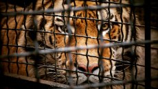 Αυξάνεται το λαθρεμπόριο άγριας ζωής – Ρεκόρ στις κατασχέσεις ζώων και φυτών