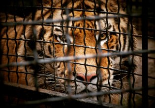 Αυξάνεται το λαθρεμπόριο άγριας ζωής – Ρεκόρ στις κατασχέσεις ζώων και φυτών