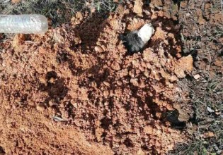 Φρίκη στη Θεσσαλονίκη: 90χρονος ακινητοποίησε σκύλο με χαρτοταινία και τον έθαψε ζωντανό