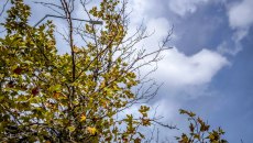 Καιρός: Γενικά αίθριος στο μεγαλύτερο μέρος της χώρας – Πού θα βρέξει