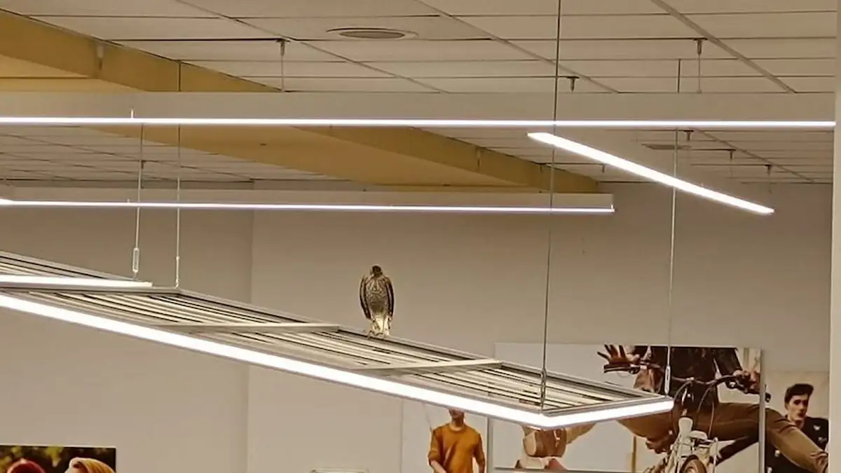 Ηράκλειο: Γεράκι εγκλωβίστηκε σε σούπερ μάρκετ – Κλήθηκε η πυροσβεστική