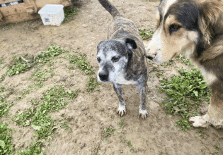 Στεκόμαστε δίπλα σε εθελόντρια που κράτησε 11 σκυλάκια μακριά από τον δρόμο
