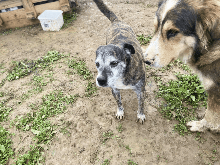 Στεκόμαστε δίπλα σε εθελόντρια που κράτησε 11 σκυλάκια μακριά από τον δρόμο