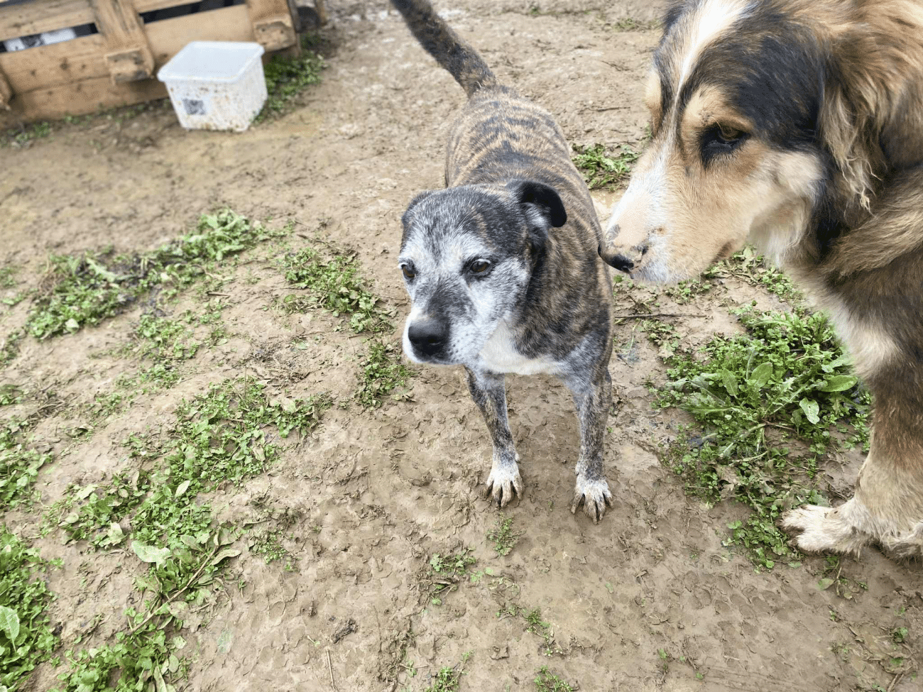 Στεκόμαστε δίπλα σε εθελόντρια που κράτησε 11 σκυλάκια μακριά από τον δρόμο