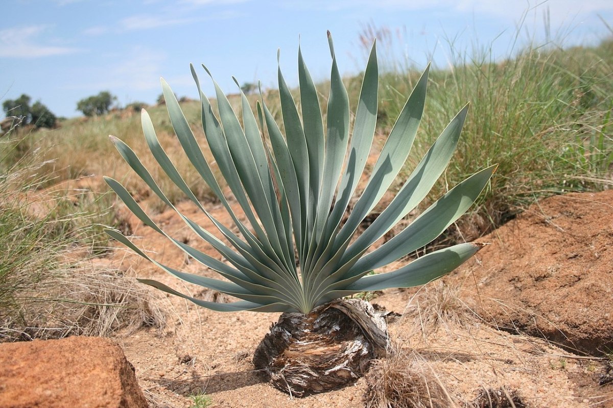 Το φυτό Boophone disticha χρησιμοποιείται μέχρι σήμερα στα δηλητηριασμένα βέλη κυνηγών-τροφοσυλλεκτών στην Αφρική (Wikimedia Commons)