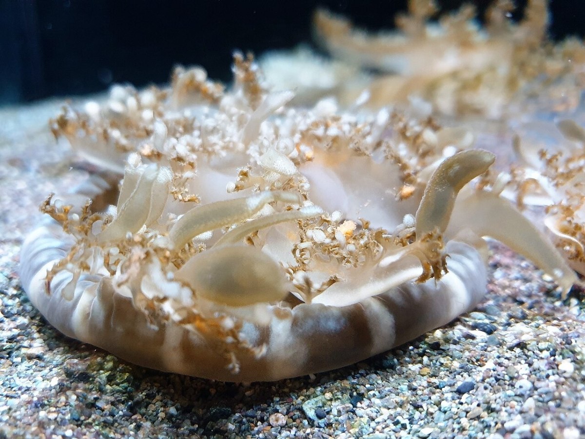 Μέδουσα Cassiopea andromeda κάθεται στον βυθό με τα πλοκάμια προς τα πάνω (Emőke Dénes / CC BY-SA 2.5)