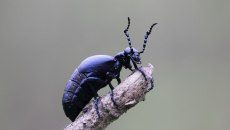 Αυτό το σκαθάρι είναι η πρώτη περίπτωση ζώου που μυρίζει σαν λουλούδι