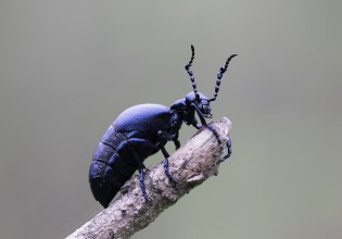 Αυτό το σκαθάρι είναι η πρώτη περίπτωση ζώου που μυρίζει σαν λουλούδι