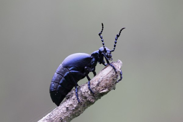 Αυτό το σκαθάρι είναι η πρώτη περίπτωση ζώου που μυρίζει σαν λουλούδι