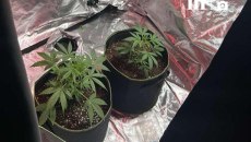 Ρόδος: Μεγάλη αστυνομική επιχείρηση για την εξάρθρωση κυκλώματος που καλλιεργούσε και διακινούσε κάνναβη – 4 συλλήψεις