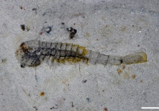 Κίνα: Δεκάδες άγνωστα είδη ζώων, που ευημερούσαν 1 δισ. χρόνια πριν, βρέθηκαν στην Κίνα