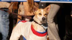 Αλόκα, ο προσκυνητής Λουκάνικος  – «Φύλακας άγγελος» των Βουδιστών μοναχών για τη συμπόνια 