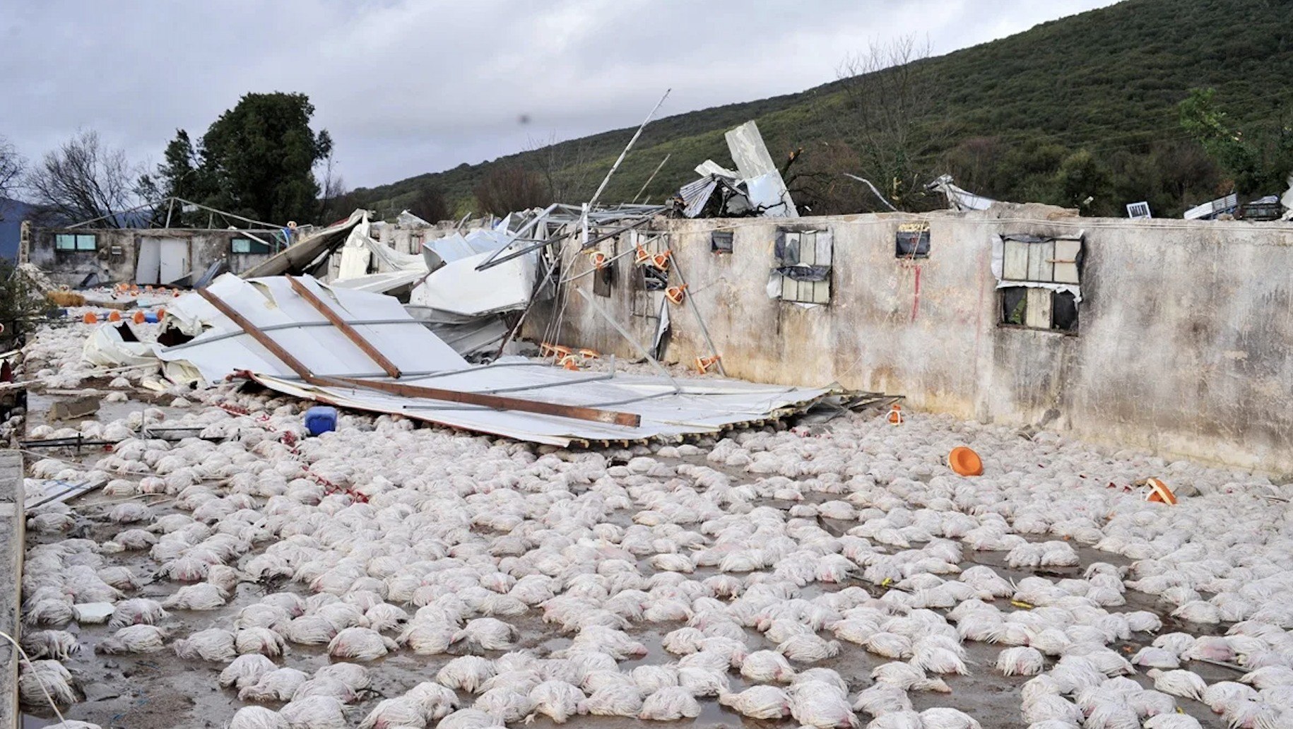 Κακοκαιρία: Ανεμοστρόβιλος ισοπέδωσε πτηνοτροφική μονάδα στην Ήπειρο – Χάθηκαν 40.000 κοτόπουλα