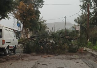 Πτώσεις δέντρων στον παραλιακό δρόμο Βαρέας Μεγάρων – Έκκληση για αποφυγή μετακινήσεων