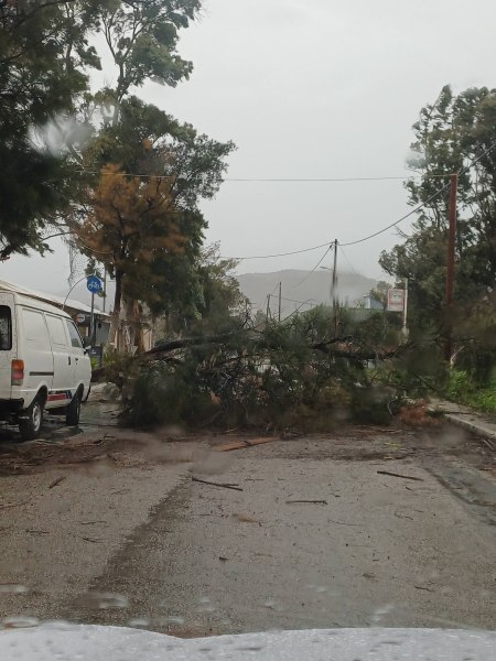 Πτώσεις δέντρων στον παραλιακό δρόμο Βαρέας Μεγάρων – Έκκληση για αποφυγή μετακινήσεων