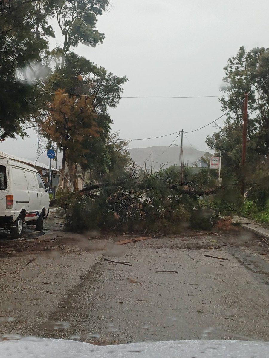 Πτώσεις δέντρων στον παραλιακό δρόμο Βαρέας Μεγάρων – Έκκληση για αποφυγή μετακινήσεων