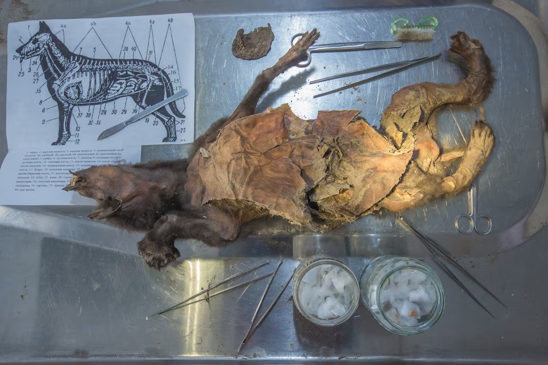 Το μουμιοποιημένο λυκόπουλο σε φωτογραφία του 2018 (Mietje Germonpre via Reuters)