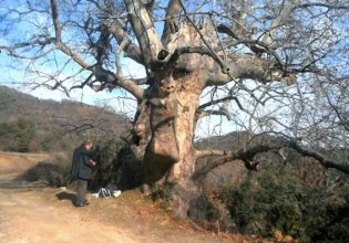 «Διατηρητέο Μνημείο της Φύσης» κηρύχθηκε υπεραιωνόβιος πλάτανος 850 ετών