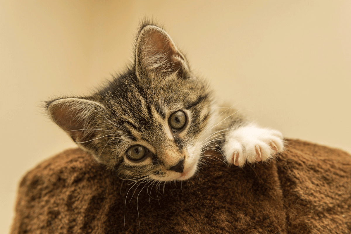 Οι γατίσιες συμπεριφορές που δεν επιθυμούμε και πώς θα τις ελέγξουμε