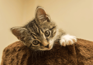 Οι γατίσιες συμπεριφορές που δεν επιθυμούμε και πώς θα τις ελέγξουμε