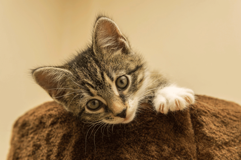 Οι γατίσιες συμπεριφορές που δεν επιθυμούμε και πώς θα τις ελέγξουμε