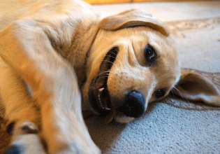 Πώς μπορούμε να καταλάβουμε αν η ξηρά τροφή που δίνουμε στον σκύλο μας είναι ποιοτική;