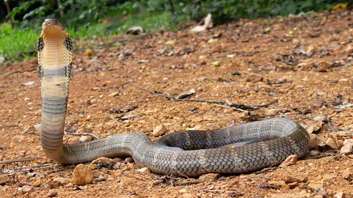 Η βασιλική κόμπρα των Δυτικών Γκατ έχει αρκετά δυνατό δηλητήριο για να σκοτώσει άνθρωπο ( P. Gowri Shankar)