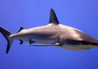 Αυστραλία: Ένας έφηβος τραυματίστηκε σοβαρά σε επίθεση καρχαρία