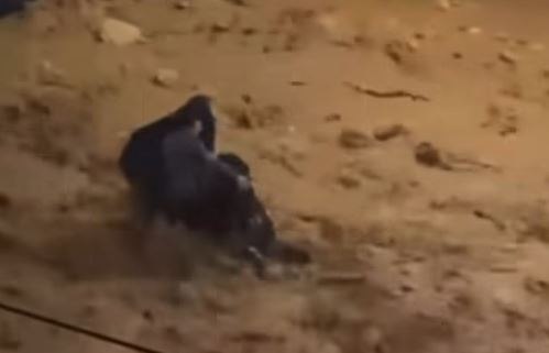 Κακοκαιρία: Δραματική διάσωση γυναίκας από ορμητικό χείμαρρο στη Γλυφάδα – Δείτε βίντεο