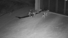 Θεσσαλονίκη: Λύκοι έφτασαν μέχρι την πόρτα σπιτιού στο Πανόραμα