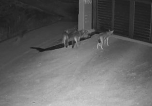 Θεσσαλονίκη: Λύκοι έφτασαν μέχρι την πόρτα σπιτιού στο Πανόραμα