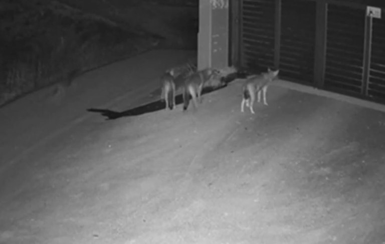 Θεσσαλονίκη: Λύκοι έφτασαν μέχρι την πόρτα σπιτιού στο Πανόραμα