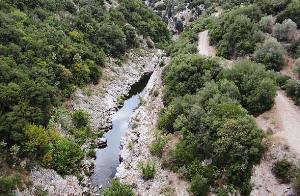 Αλφειός: Δεκάδες νεκρά πρόβατα στον ποταμό – Έκτακτη σύσκεψη στην Περιφέρεια
