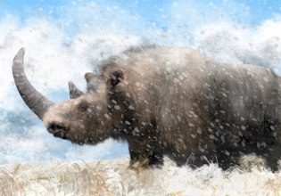 Γενετικό υλικό απομονώθηκε από τριχωτό ρινόκερο που βρέθηκε στο στομάχι προϊστορικού λύκου