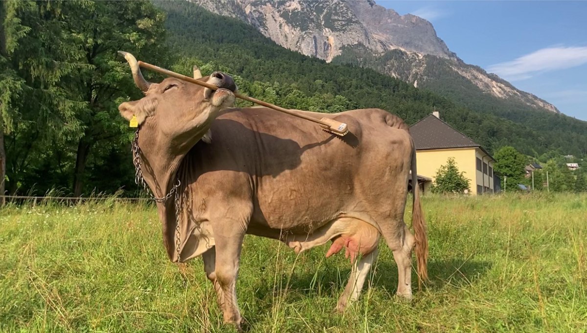 Αγελάδα παρατηρήθηκε για πρώτη φορά να χρησιμοποιεί εργαλεία – Θαυμάστε την πολυμήχανη Βερόνικα
