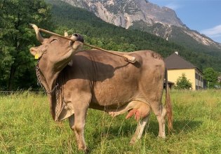 Αγελάδα παρατηρήθηκε για πρώτη φορά να χρησιμοποιεί εργαλεία – Θαυμάστε την πολυμήχανη Βερόνικα