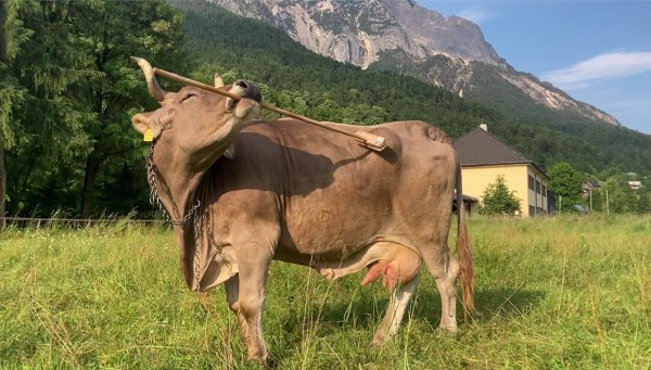 Αγελάδα παρατηρήθηκε για πρώτη φορά να χρησιμοποιεί εργαλεία – Θαυμάστε την πολυμήχανη Βερόνικα