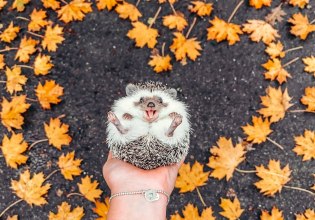 Μα πώς μπορεί κανείς να μισεί έναν σκαντζόχοιρο; Η σκοτεινή ιστορία πίσω από ένα αξιολάτρευτο ζωάκι