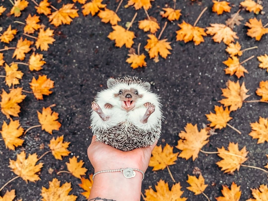 Μα πώς μπορεί κανείς να μισεί έναν σκαντζόχοιρο; Η σκοτεινή ιστορία πίσω από ένα αξιολάτρευτο ζωάκι