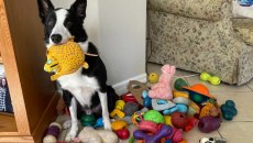 Πανέξυπνα σκυλιά μαθαίνουν νέες λέξεις κρυφακούγοντας τους ιδιοκτήτες