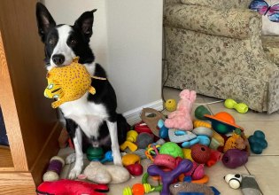 Πανέξυπνα σκυλιά μαθαίνουν νέες λέξεις κρυφακούγοντας τους ιδιοκτήτες