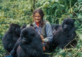 «Στεκόταν εμπόδιο σε ορισμένα άτομα» – Η μυστηριώδης δολοφονία της ερευνήτριας γοριλών Νταϊάν Φόσεϊ