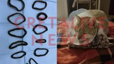 Ηράκλειο: Γάτα κατάπιε 11 λαστιχάκια για τα μαλλιά – Υποβλήθηκε σε χειρουργική επέμβαση