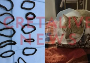 Ηράκλειο: Γάτα κατάπιε 11 λαστιχάκια για τα μαλλιά – Υποβλήθηκε σε χειρουργική επέμβαση