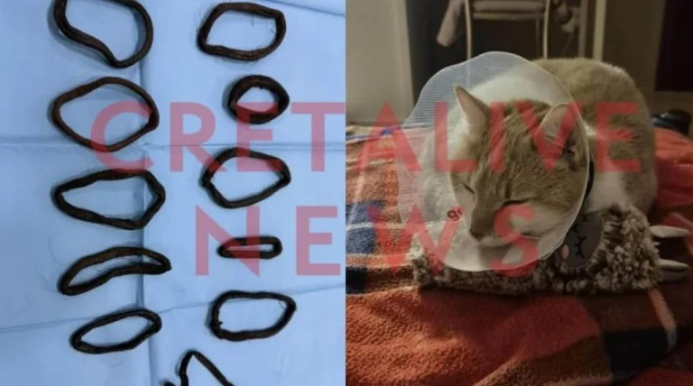 Ηράκλειο: Γάτα κατάπιε 11 λαστιχάκια για τα μαλλιά – Υποβλήθηκε σε χειρουργική επέμβαση